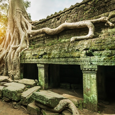 Store trerøtter omslutter vegger i tampelet Angkor Wat.