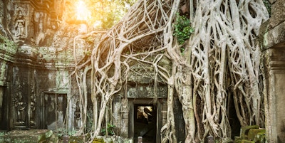 Stort tre vokser over toppen av et tempel i Angkor, Kambodsja