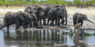 En flokk elefanter drikker ved et vannhull