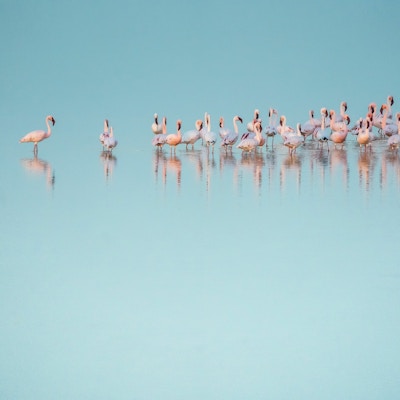 Mange rosa flamingoer er ute i vannet