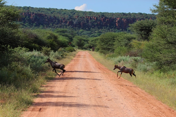Et par Topi (Damaliscus lunatus) løper over veien ved Waterberg Plateau National Park i Namibia.