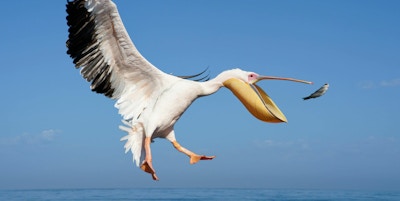 Pelikan i lufta på vei til å spise en fisk