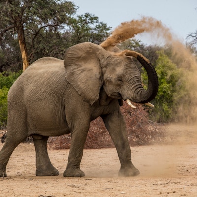 En elefant bruker snabelen til å sprute sand over seg selv