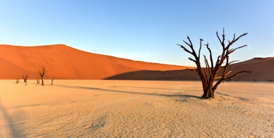 Ørken med fargenyanser og døde trær