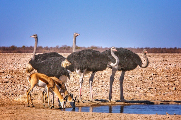 Tre strutser og to mindre antiloper drikker fra et vannhull
