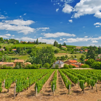 Vineyard i den berømte vinfremstillingsregionen Beaujolais, Frankrike, under en hyggelig sommermorgen