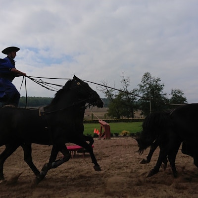 Hesteshow i Ungarn