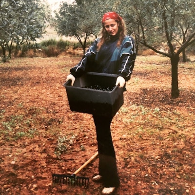 En dame med en kasse i hendene jobber med å plukke oliven på olivengården