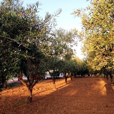 Oliventrær på rekke og rad i rød jordsminn på olivengården