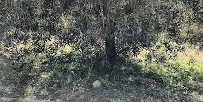 To bøtter fulle med nyplukkede oliven står under et stort oliventre