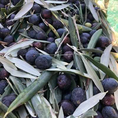 Svarte oliven med blader er helt nyplukkede