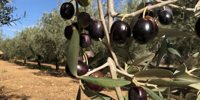 Svarte oliven henger på en gren på oliventreet og vi ser åkren med alle trærne i bakgrunnen