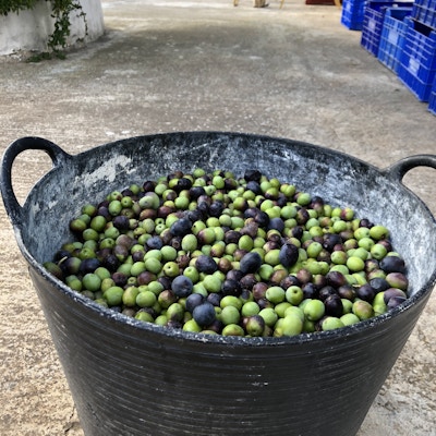 En stor bøtte med grønne og svarte, nyplukkede oliven står på bakken