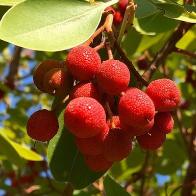 Røde bær i et tre