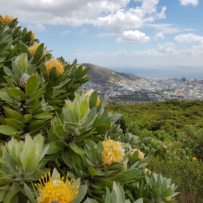 Utsiktsbilde fra Table Mountain med gule blomster i forgrunnen