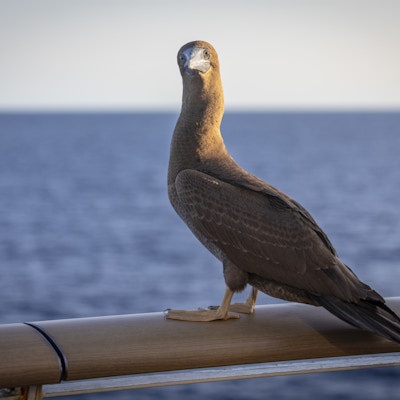 Fugl som sitter på rekkverket til et skip ute på havet