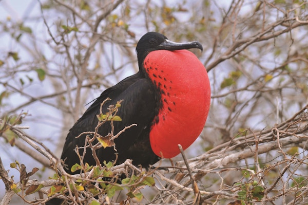 Opplev det utrolige dyrelivet på cruise til Galapagos