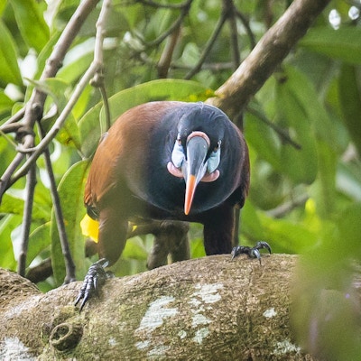 Panama, Bocas del Toro, Montezumastirnvogel Engelsk: Panama, Bocas del Toro, Montezuma oropendola