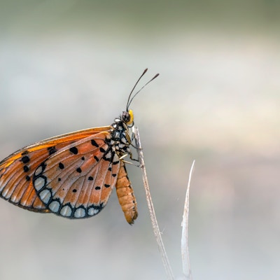 Nærbilde av sommerfugl med oransje bunnfarge