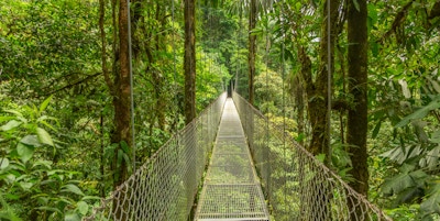 Hengebro i naturlig regnskogspark, Costa Rica