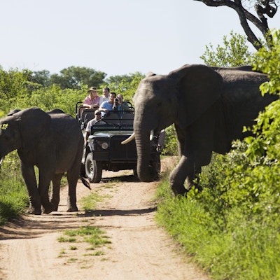 To elefanter som krysser en vei med turister i en jeep i bakgrunnen