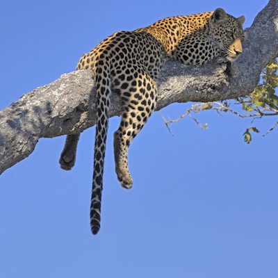 Denne leoparden så ut til å sove, men den så på den omkringliggende busken. Kruger nasjonalpark. Sør-Afrika