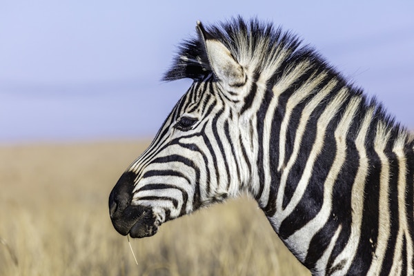 Zebra heat shot side view med kopierom, fra et naturreservat i Sør-Afrika.