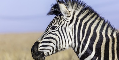 Zebra heat shot side view med kopierom, fra et naturreservat i Sør-Afrika.