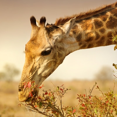 Giraff i Sør-Afrika som spiser planter.