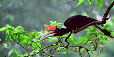 En sort fugl med rød nebb på en grein i ett tre