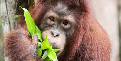 Orangutangspising