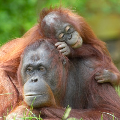 mor orangutang med den søte babyen sin
