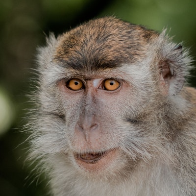 Nærbilde av en apekatt tatt i Malaysia