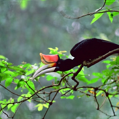 En sort fugl med rød nebb på en grein i ett tre