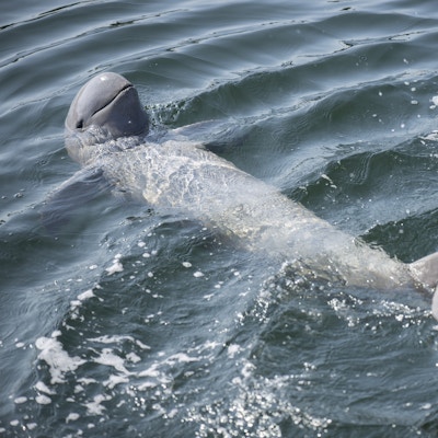Irrawaddy-delfin som svømmer i havet