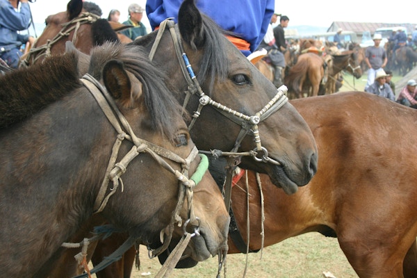 Naadam-festivalen med mongolske hester
