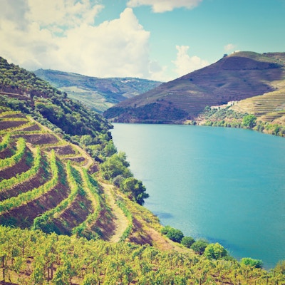 Vingårder i Valley of the River Douro, Portugal, Retro Effect