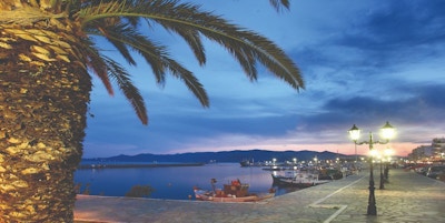Palme med tykk stamme rammer inn havna og strandpromenade med småbåter i kveldslys