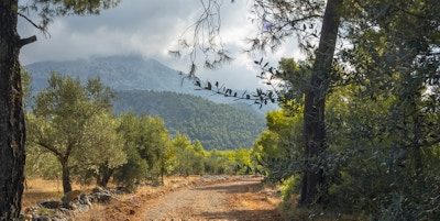 En landevei og cumulusskyer i en furuskog på øya Evia i Hellas