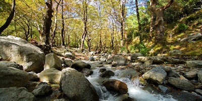 Vann renner nedover store steiner inne i en skog