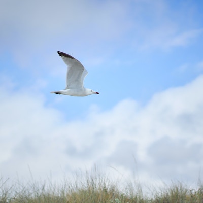 En hvit fugl flyr over gresslette mot en blå himmel med skyer