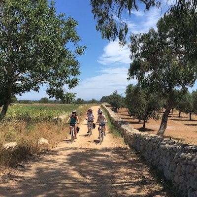 En gruppe mennesker sykler på landevei blant oliven- og eukalyptustrær
