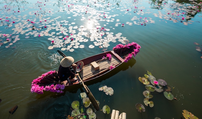 Yen-elv med robåt som høster vannlilje i Ninh Binh, Vietnam