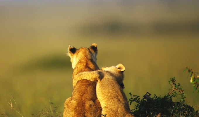 Løveunger, kompiser, morgenlys, i Masai Mara, Kenya.