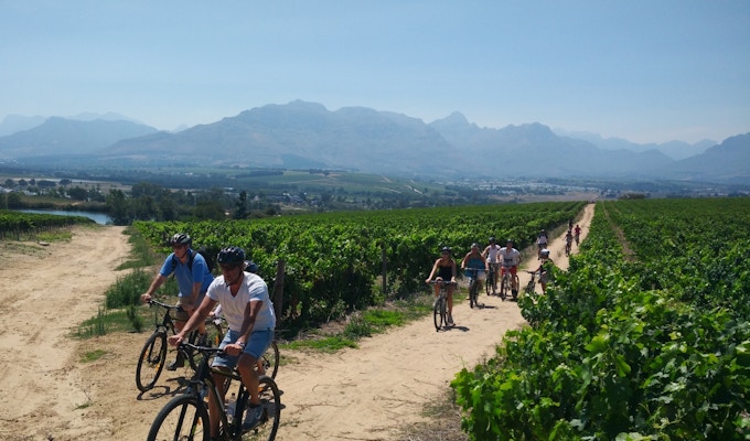 Vineyard biking tour