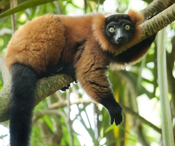 Rød lemur i tre  Vari (Varecia Variegata Rubra)