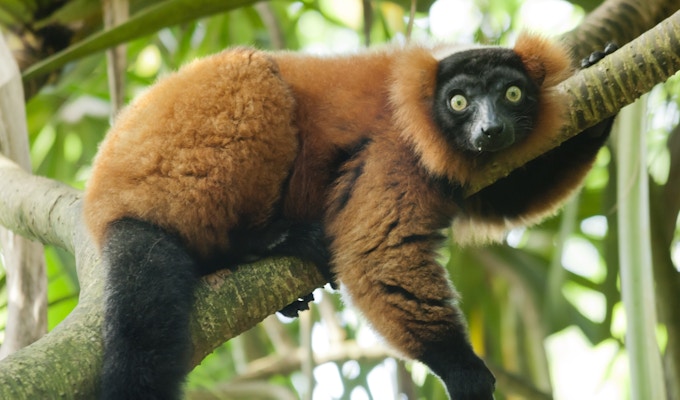 Rød lemur i tre  Vari (Varecia Variegata Rubra)