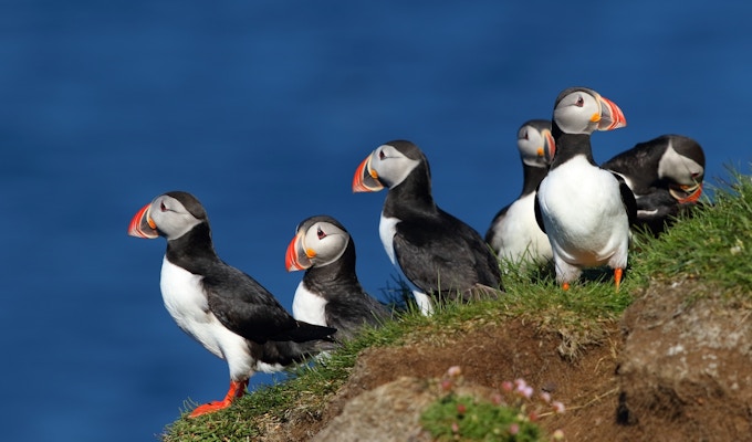 Seks lundefugler på en klippe ved havet.