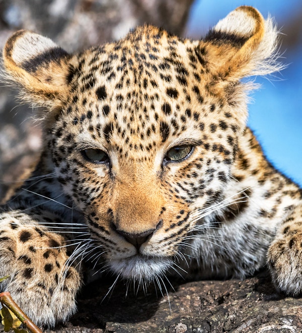 Leopard Cub of the Tlangisa Female Leopard. Photo'd i Dulini Private Game Reserve, Sabi Sands, Sør-Afrika.