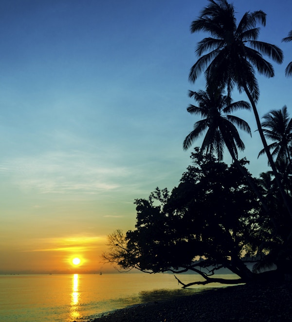 strand med palme i solnedgang med blå himmel
